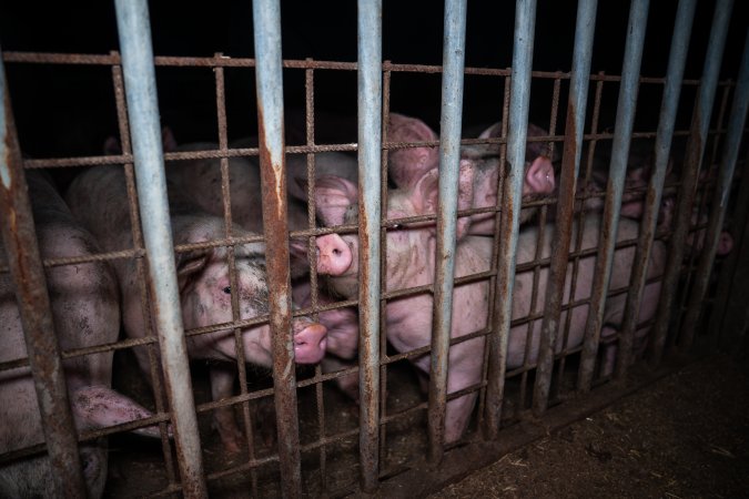 Grower pigs looking through fence