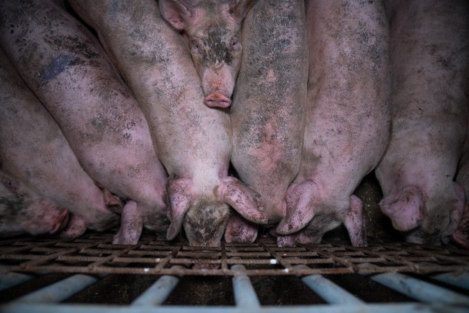 Grower pigs pushing up against gate