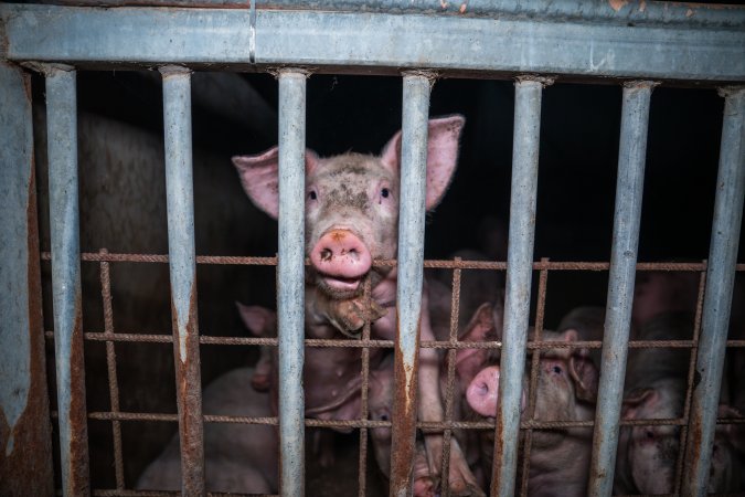 Grower pig biting the fence