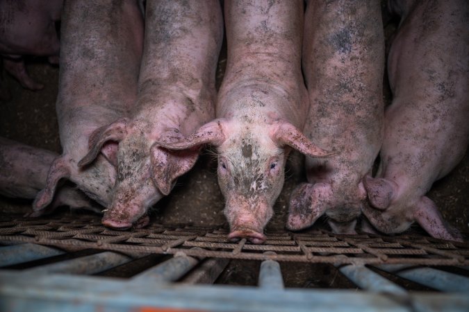 Grower pigs pushing up against gate