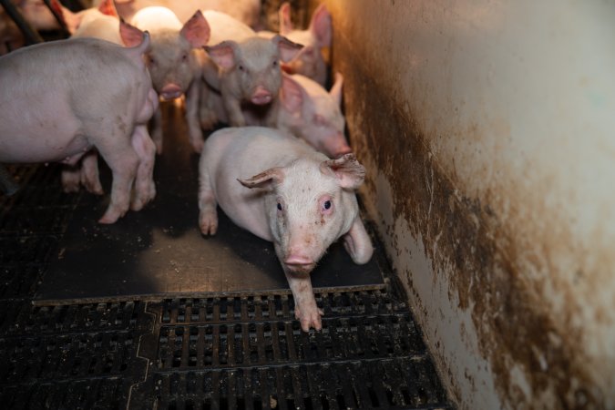 Piglet in farrowing crate