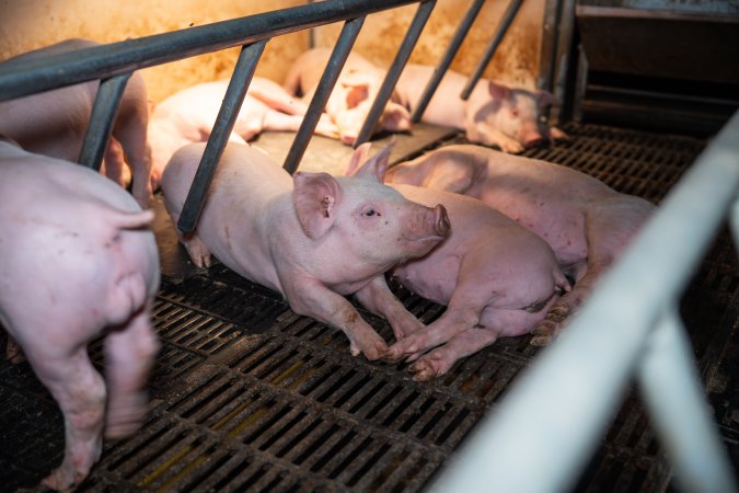 Piglet in farrowing crate