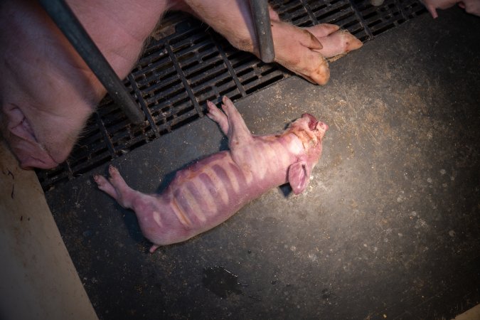 Dead pigelet in farrowing crate