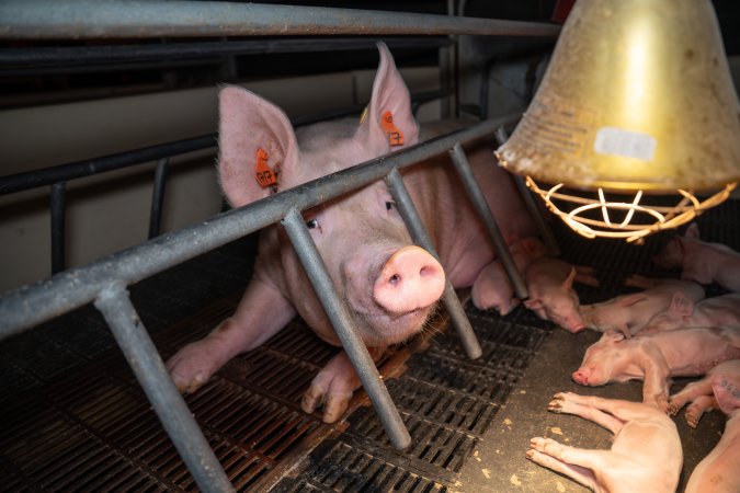 Sow looking through bars of farrowing crate