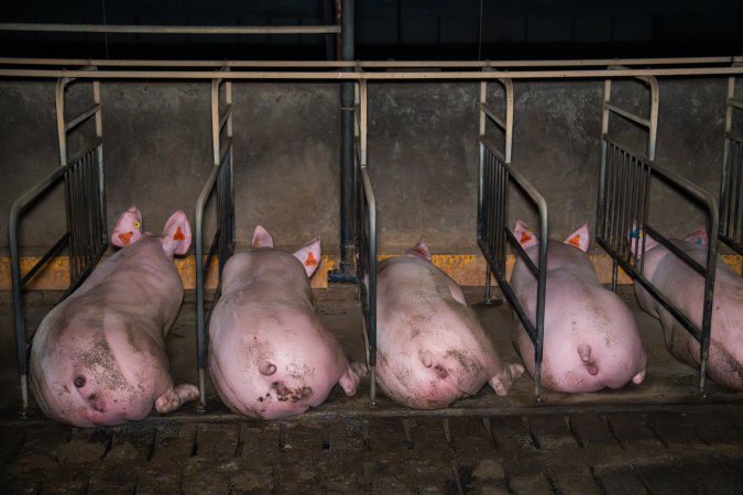 Sows in freedom stalls