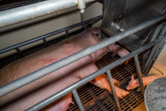 Sow with pressure sore in farrowing crate with piglets