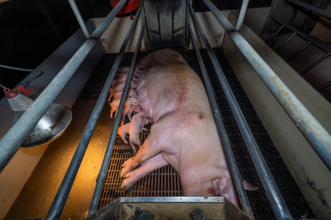 Sow with pressure sore in farrowing crate with piglets