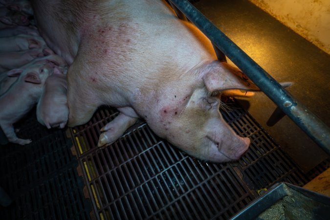 Sow in farrowing crate with piglets