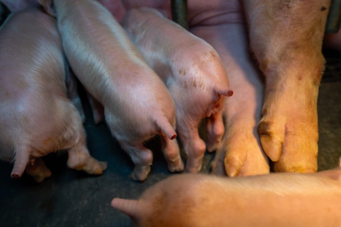 Piglets with freshly cut tails