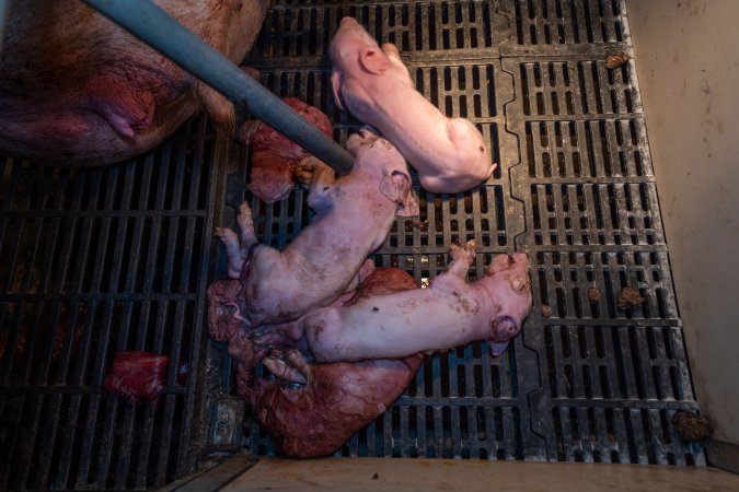 Dead piglets behind sow in farrowing crate