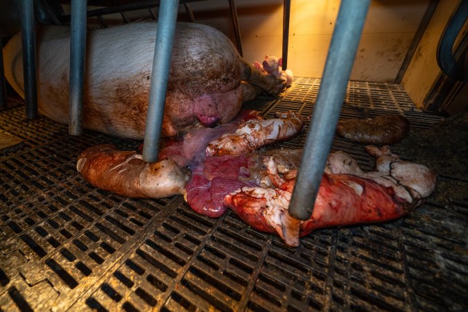 Dead piglets behind sow in farrowing crate