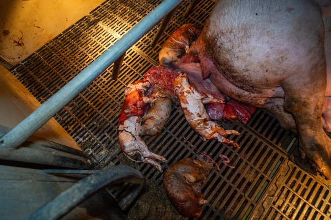 Dead piglets behind sow in farrowing crate