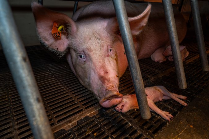 Sow nudging her dead piglet in farrowing crate