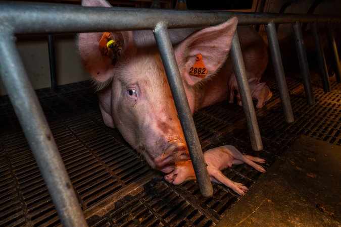 Sow nudging her dead piglet in farrowing crate