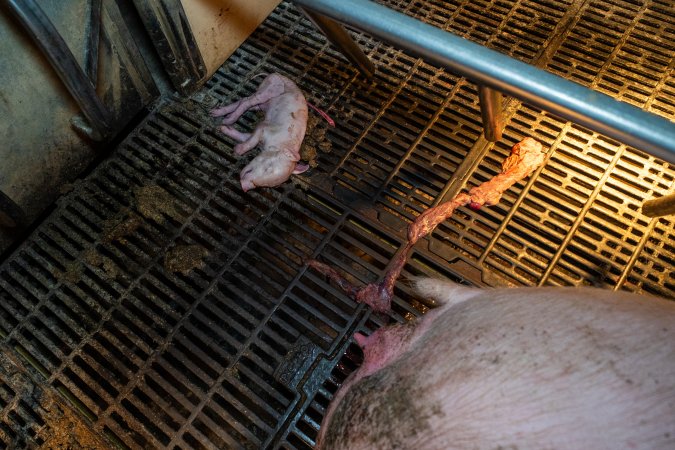 Dead piglet behind sow in farrowing crate