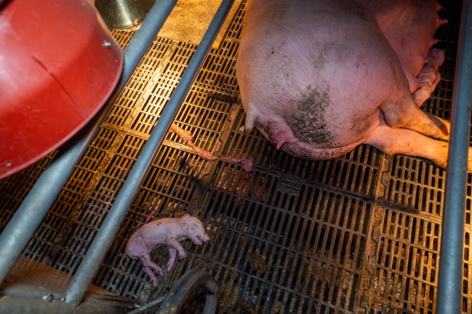 Dead piglet behind sow in farrowing crate