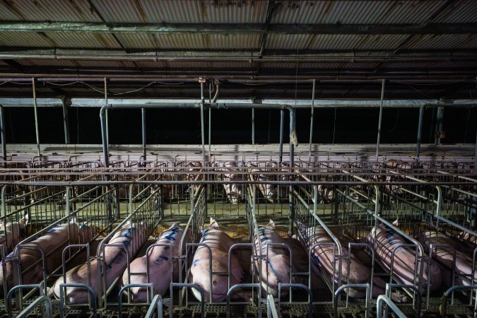 Sows in sow stalls