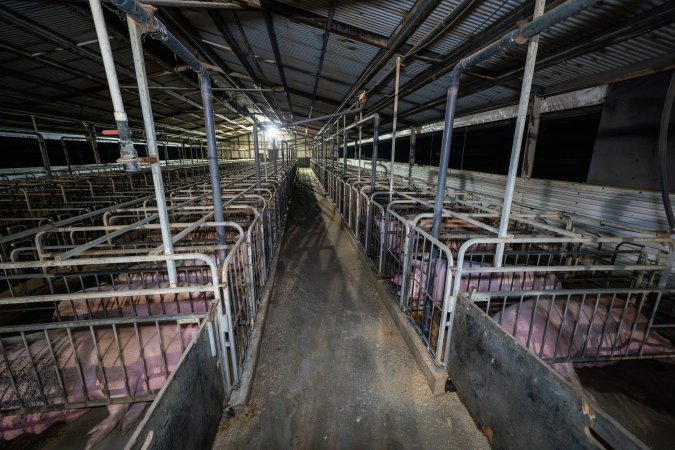 Sows in sow stalls