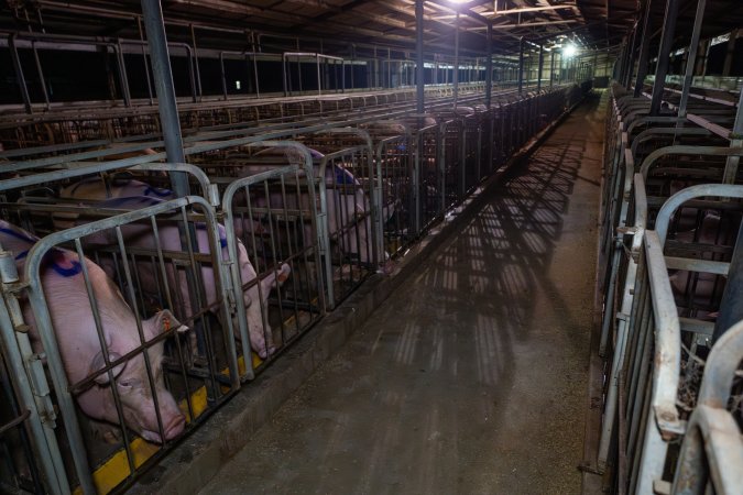 Sows in sow stalls