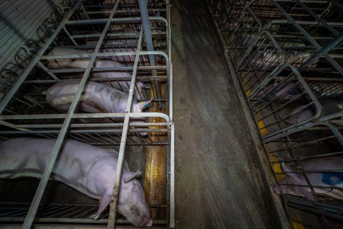 Sows in sow stalls