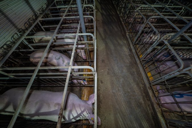 Sows in sow stalls