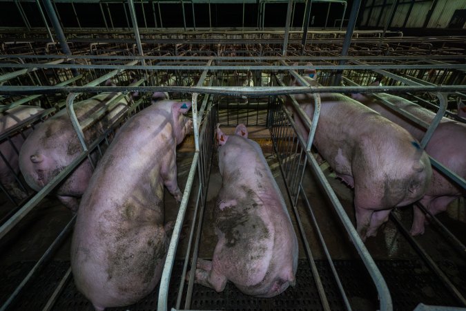 Sows in sow stalls