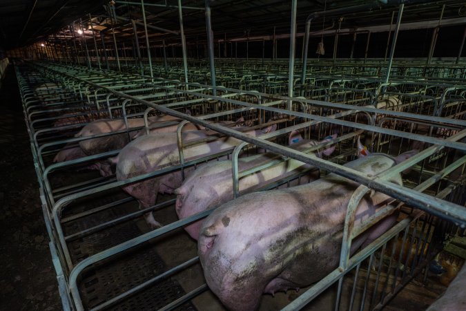 Sows in sow stalls