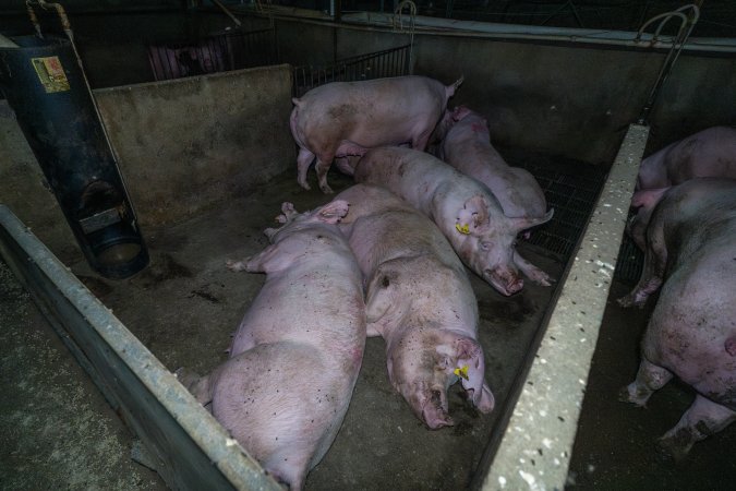 Sows in group housing