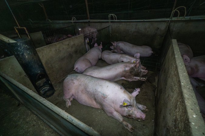 Sows in group housing