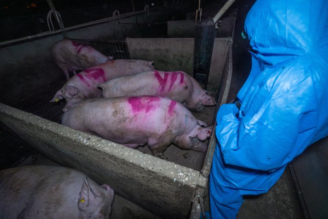 Activist films sows in group housing pen