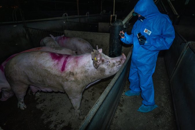 Activist films sows in group housing pen