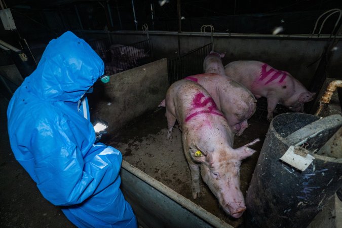 Activist films sows in group housing pen