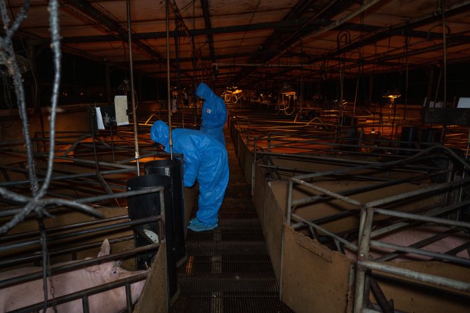 Activists in aisle of farrowing shed