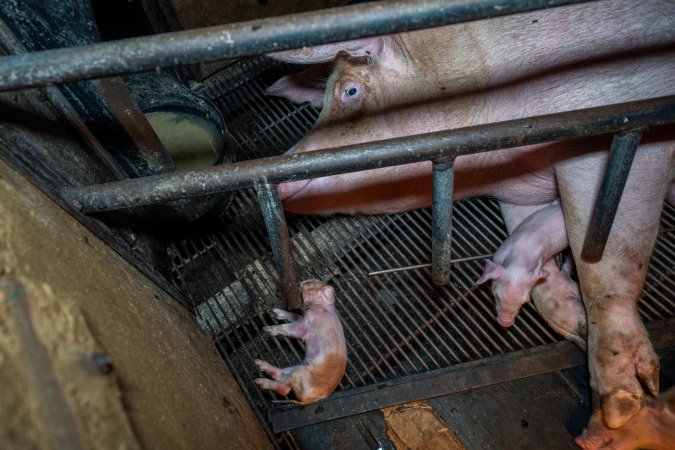 Sow lying next to dead piglet in farrowing crate