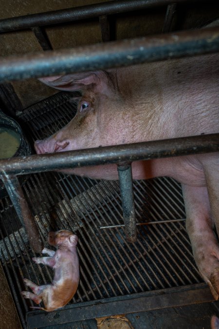 Sow lying next to dead piglet in farrowing crate