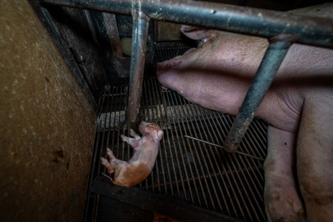 Sow lying next to dead piglet in farrowing crate