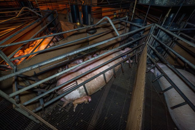 Sow and piglets in farrowing crates