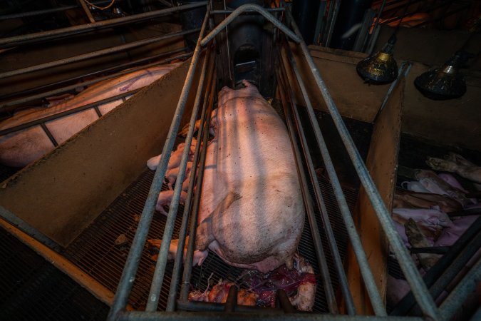 Sow and piglets in farrowing crate