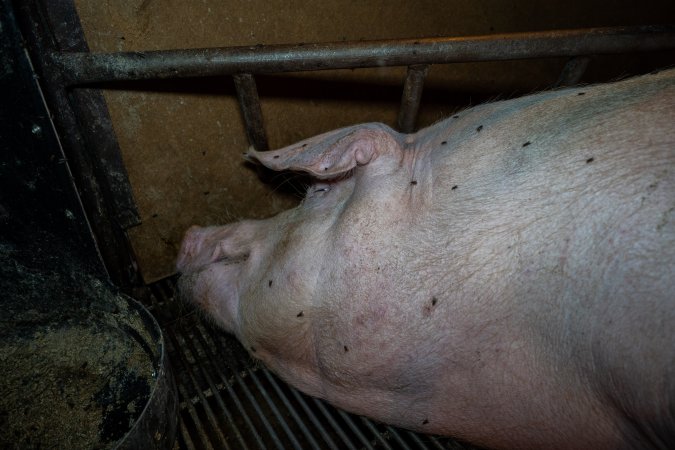 Sow lying on metal grate floor of farrowing crate