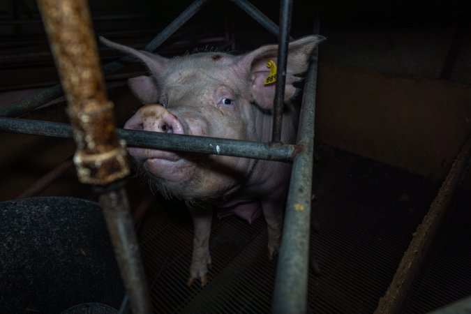 Sow looking over bar at front of farrowing crate