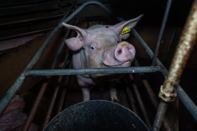 Sow looking over bar at front of farrowing crate