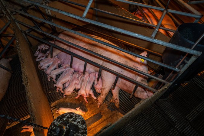 Sow and piglets in farrowing crate