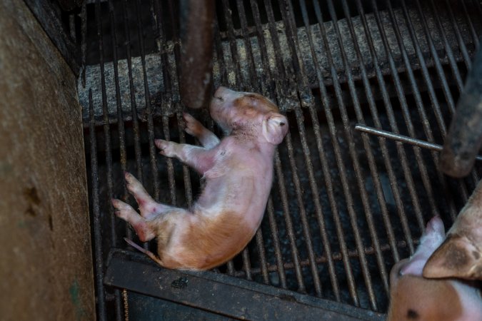 Dead piglet in farrowing crate