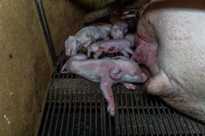 Struggling piglet next to three dead siblings