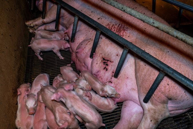 Sow in farrowing crate with painful scratches and skin condition