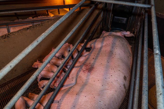 Sow in farrowing crate with scratches, covered in flies