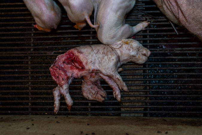 Dead partly-eaten piglet on top of smaller dead sibling