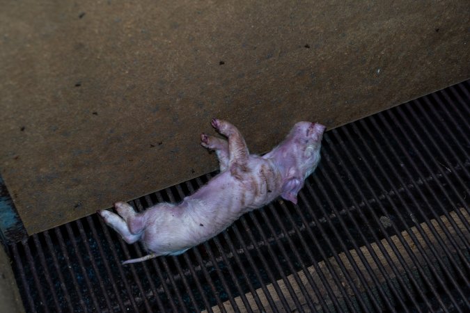 Dead piglet in farrowing crate