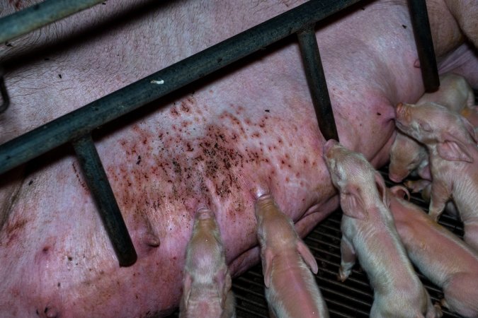 Sow in farrowing crate with painful skin condition