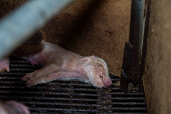 Dead piglet in farrowing crate